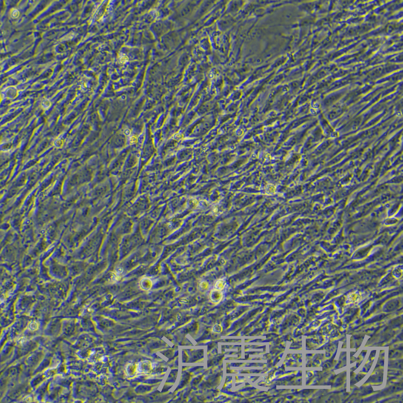 3T3-L1（小鼠胚胎成纤维细胞）HZ-5057MC