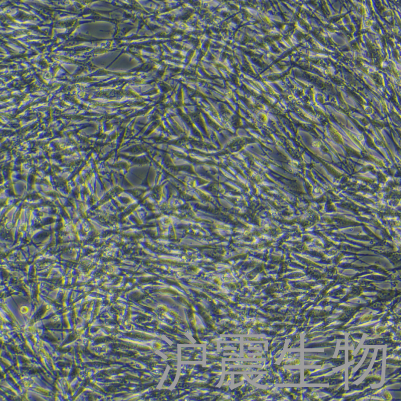 3T3-L1（小鼠胚胎成纤维细胞）HZ-5057MC