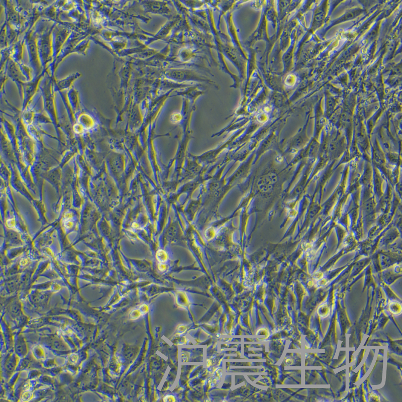 3T3-L1（小鼠胚胎成纤维细胞）HZ-5057MC