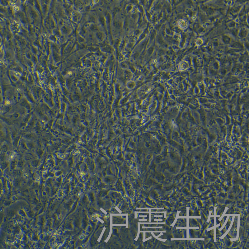 3T3-L1（小鼠胚胎成纤维细胞）HZ-5057MC