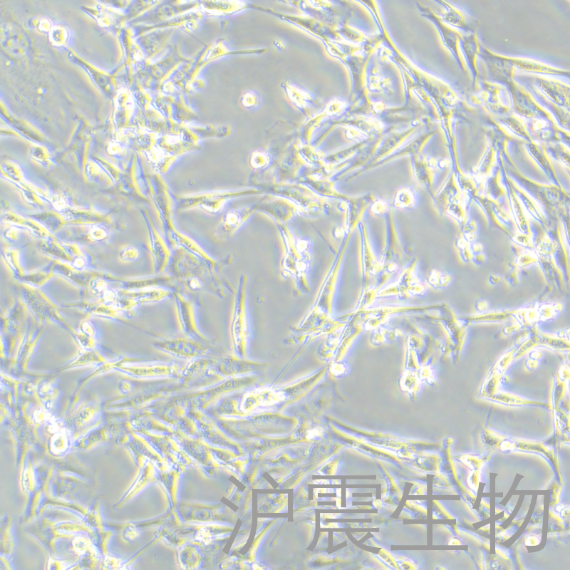 3T3-L1（小鼠胚胎成纤维细胞）HZ-5057MC
