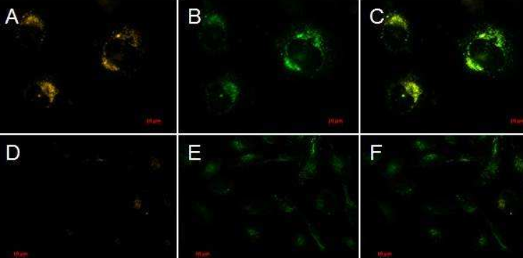 荧光素标记过氧化氢酶，FITC-Catalase，FITC 荧光标记过氧化氢酶、FITC-CAT