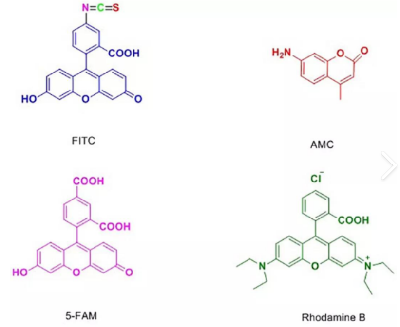 FITC标记L-赖氨酸，FITC-L-Lysine，异硫氰酸荧光素标记 L - 赖氨酸，Fluorescein isothiocyanate-labeled L-lysine
