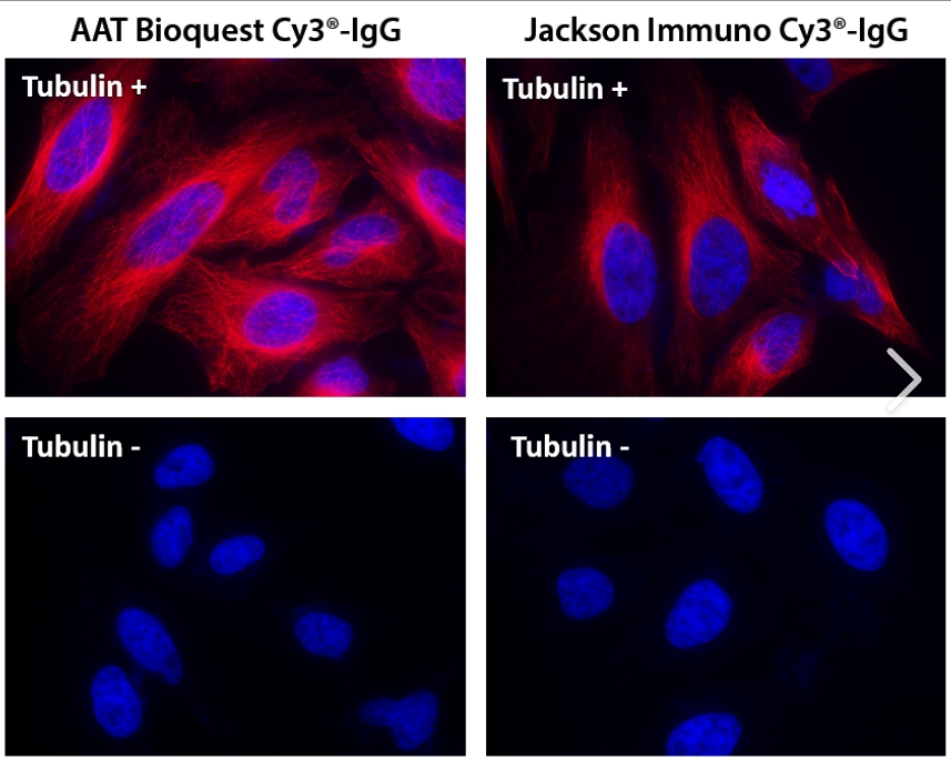 CY3-小鼠血清白蛋白，MSA-CY3，Cy3-MSA，Mouse Serum Albumin-Cyanine3 conjugate，近红外标记小鼠血清蛋白探针
