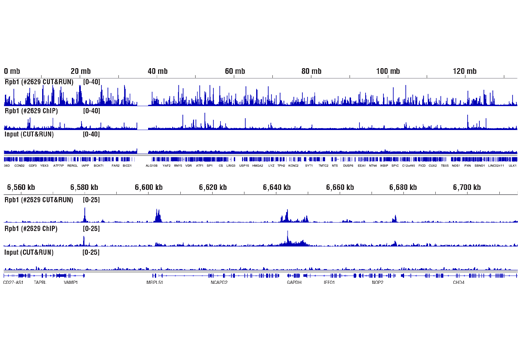 核酸酶靶向切割和释放检测试剂盒