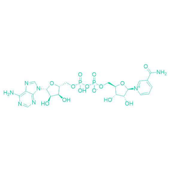 β-烟酰胺腺嘌呤二核苷酸/53-84-9/NAD+；NAD