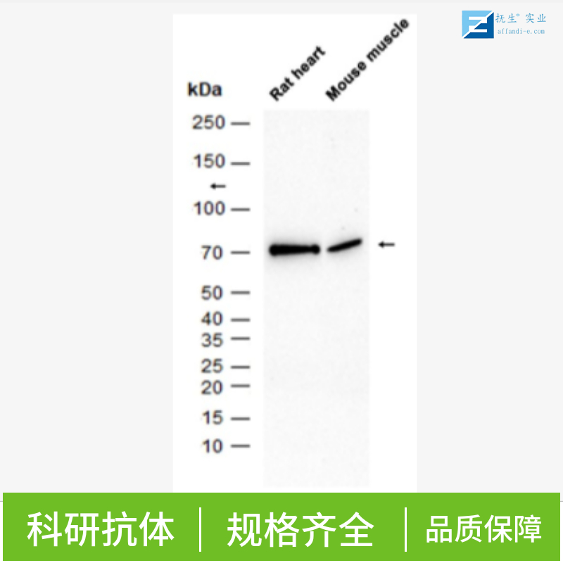 蛋白酶激活受体-2抗体