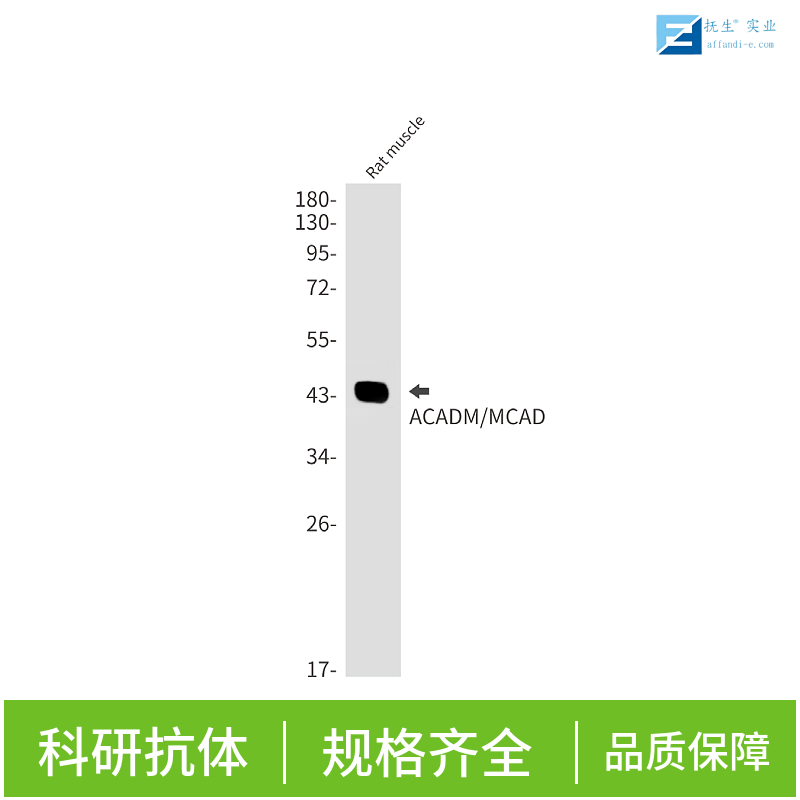 电压开启的钠离子通道SCN9A抗体