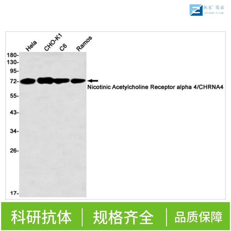 凋亡加强结构域蛋白15抗体