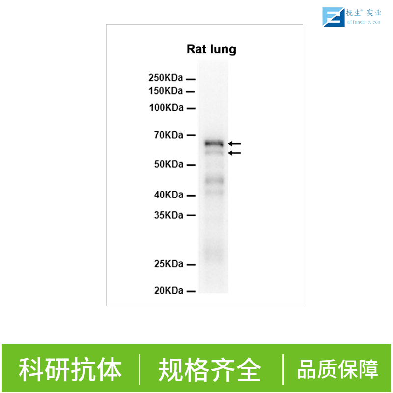 凋亡加强结构域蛋白4抗体