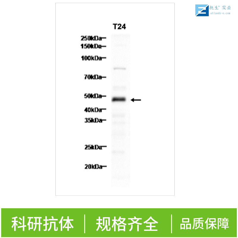 动力相关蛋白1抗体