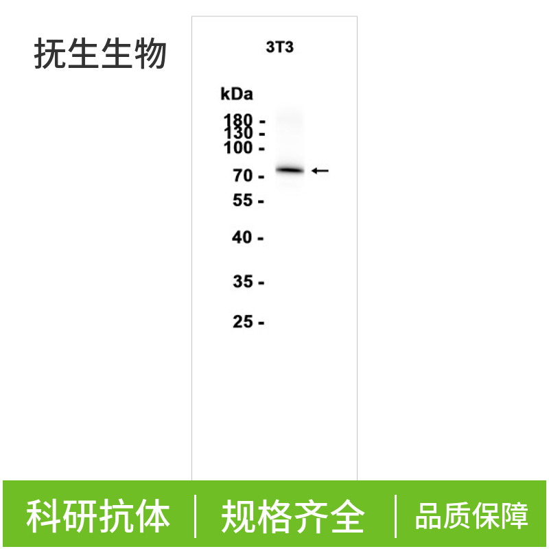 多配体蛋白聚糖1（CD138）抗体