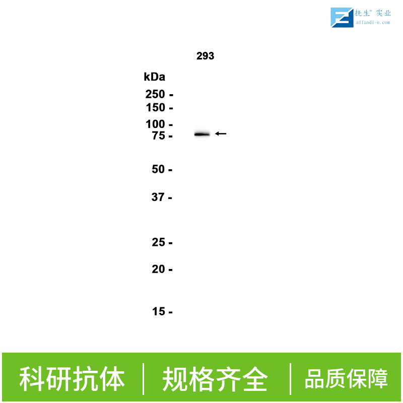 非受体型酪氨酸蛋白激酶抗体