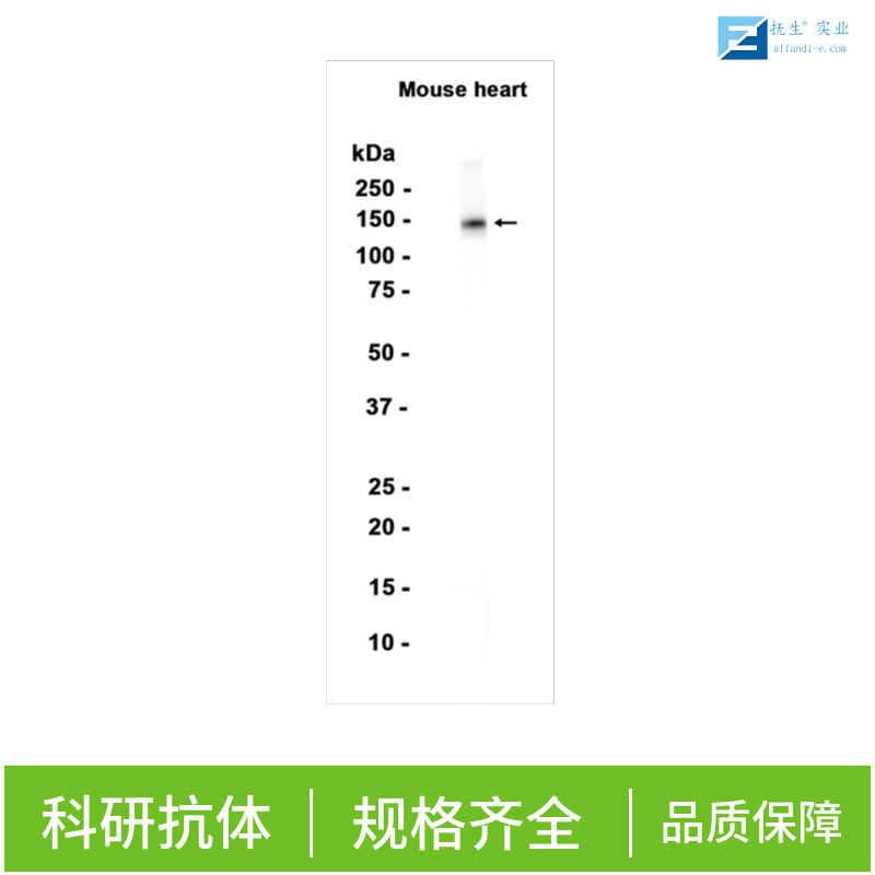 肺表面活性蛋白A抗体
