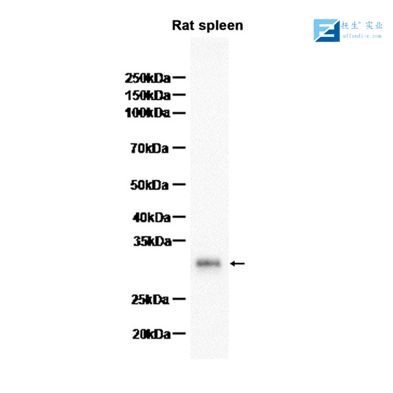 内皮粘蛋白EMCN抗体