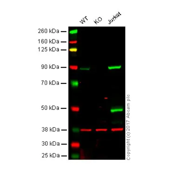 重组Anti-PI 3 Kinase p85 alpha抗体[EPR18702]