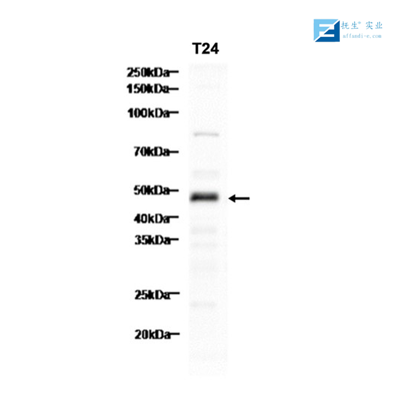 软骨糖蛋白39抗体
