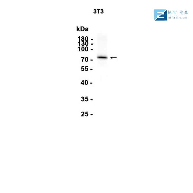 少突胶质细胞转录因子1抗体
