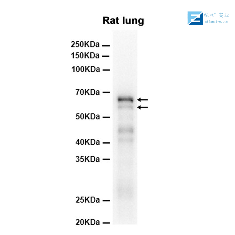 HA tag（标签）单克隆抗体