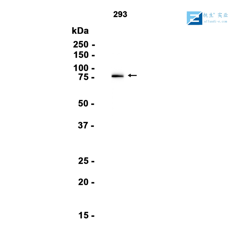 G蛋白偶联受体183抗体
