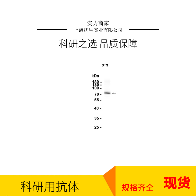 微管相关蛋白2单克隆抗体