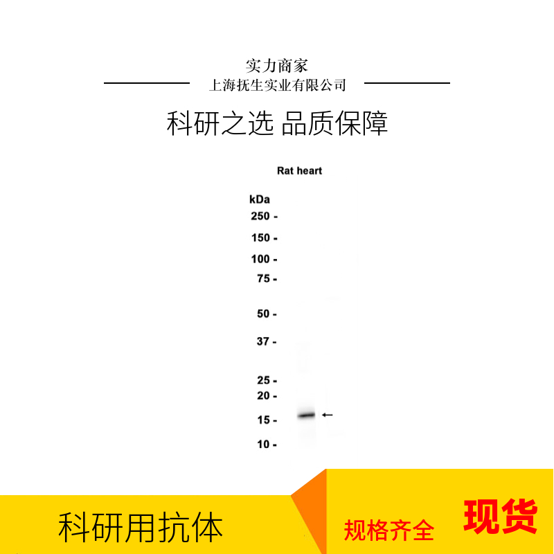 酸敏感离子通道1抗体
