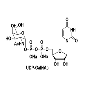 UDP-N-乙酰氨基半乳糖，UDP-GalNAc