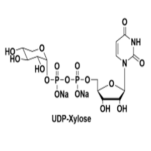 3616-06-6，UDP-Xyl，尿苷二磷酸木糖