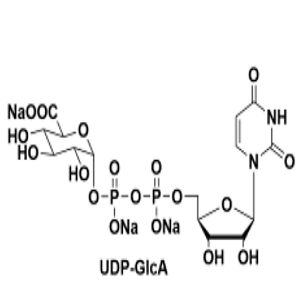 63700-19-6，UDP-GlcA，UDP-葡萄糖醛酸