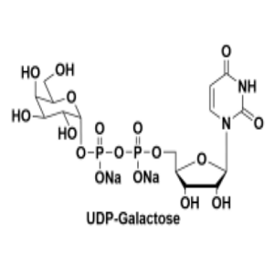2956-16-3，UDP-Gal，UDP-半乳糖