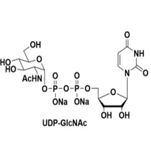 91183-98-1，UDP-GlcNAc，UDP-N-乙酰葡糖胺