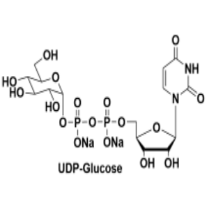 28053-08-9，UDP-葡萄糖，UDP-Glc