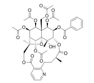 雷公藤次碱(CAS:11088-09-8)