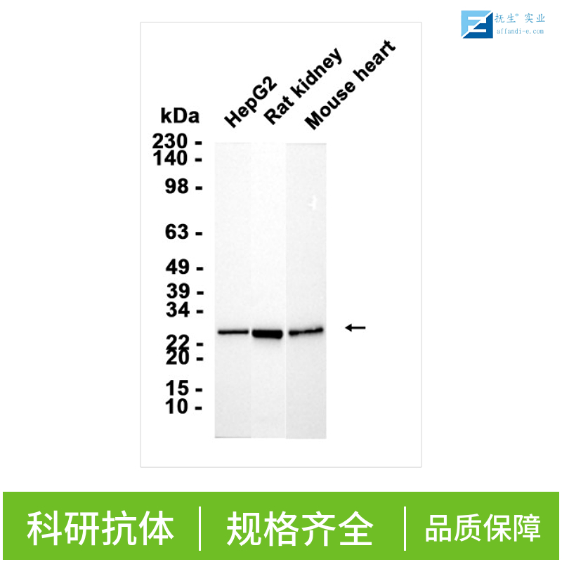 胰岛素样生长因子结合蛋白2抗体