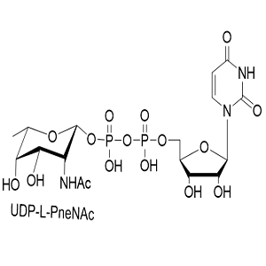 UDP-L-PneNAc，尿苷二磷酸-L-肺尿酸