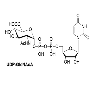 UDP-GlcNAcA，尿苷二磷酸-N-乙酰葡萄糖胺酸