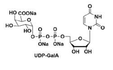尿苷二磷酸半乳糖醛酸，148407-07-2，UDP-GalA，UDP-galacturonic acid，UDP-A-D-半乳糖醛酸三钠盐