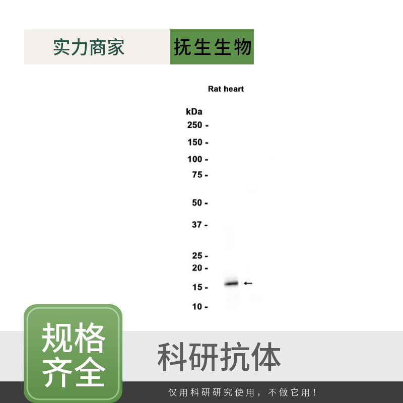 肿瘤坏死因子受体超家族成员5抗体