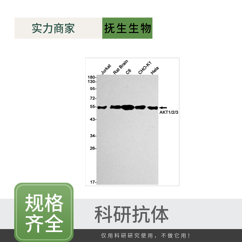 釉基质蛋白抗体
