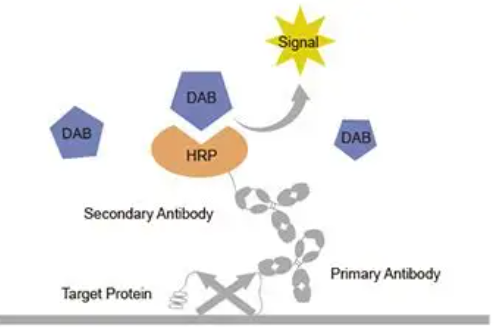 异硫氰酸荧光素-辣根过氧化物酶/FITC-HRP/Fluorescein Isothiocyanate-Horseradish Peroxidase/ HRP-FITC/双标记酶-荧光探针（兼具催化与荧光信号）