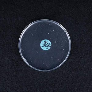 羧基化改性亲水性纳米纤维素
