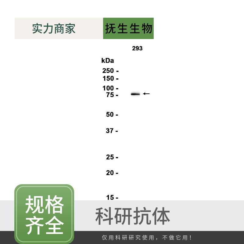 肿瘤抑制基因LATS1抗体