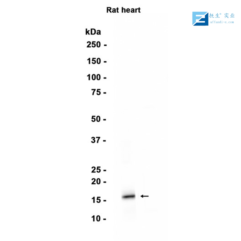 猪瘟病毒E2抗体
