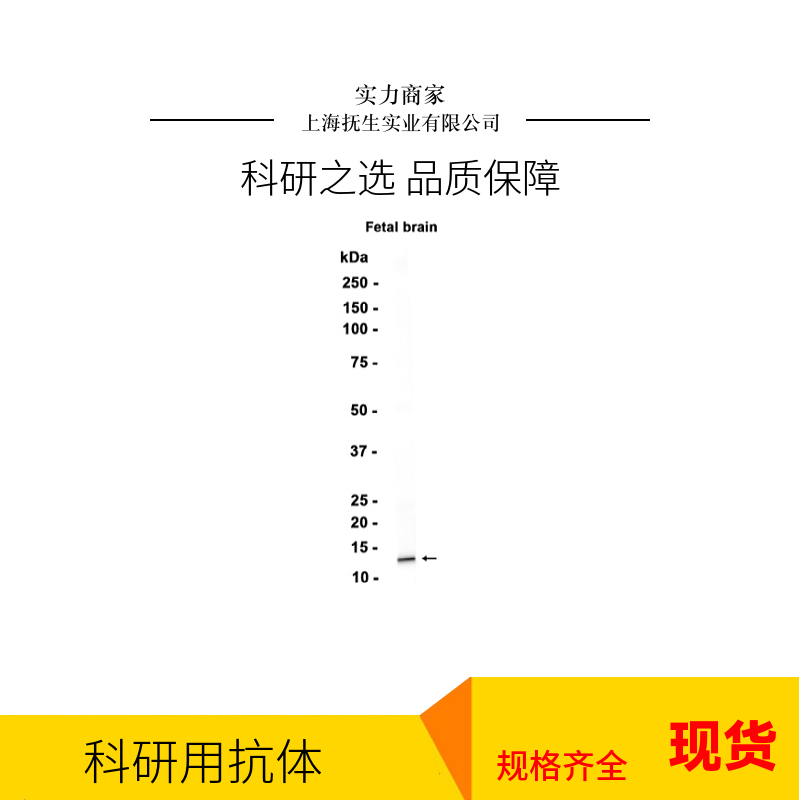 组织相容性复合体蛋白2反式激活因子抗体