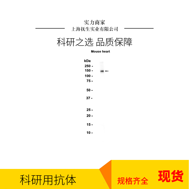 组织因子途径抑制剂抗体