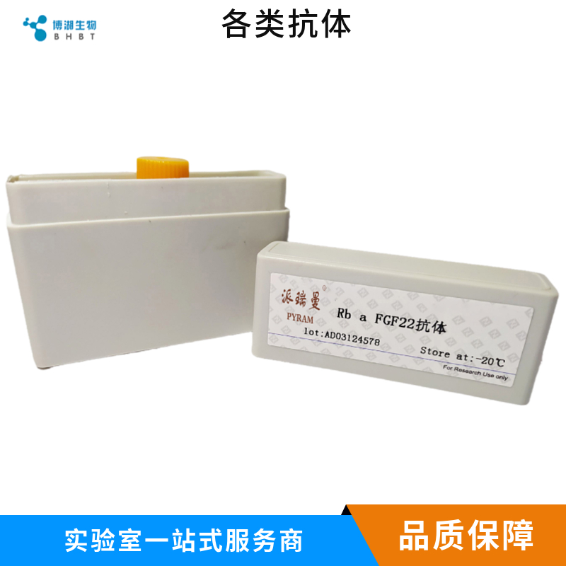 12脂氧合酶抗体