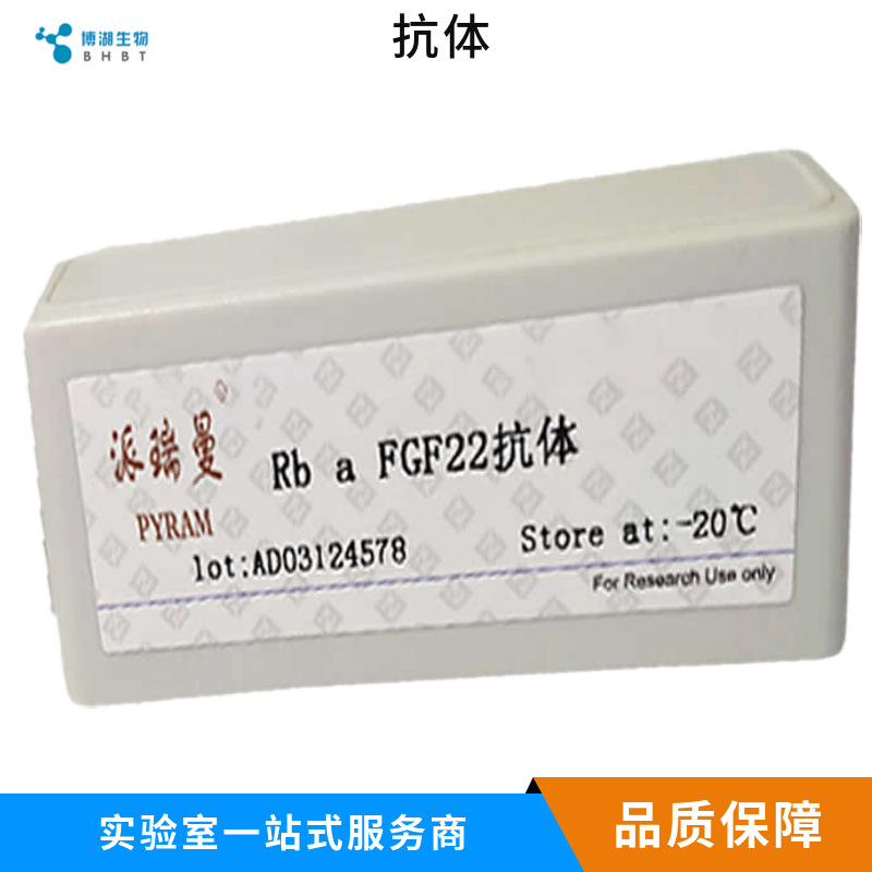 12脂氧合酶抗体