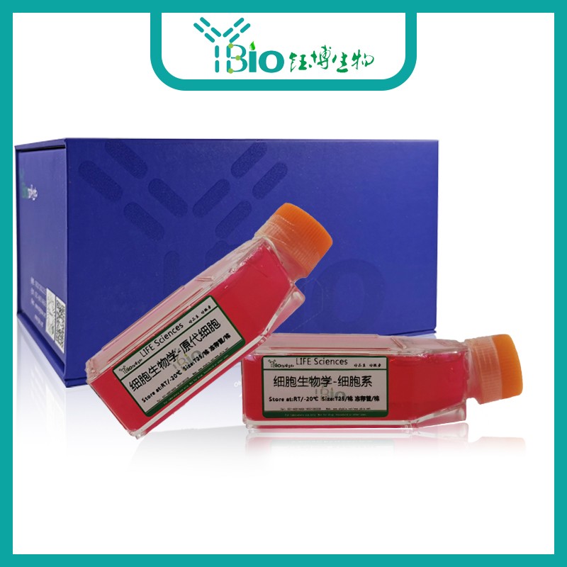 人牙周膜成纤维细胞 YB-7122HPC