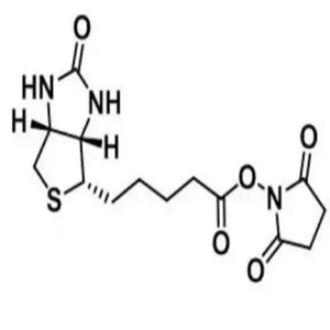 35013-72-0，Biotin-NHS ester，活化酯修饰的生物素