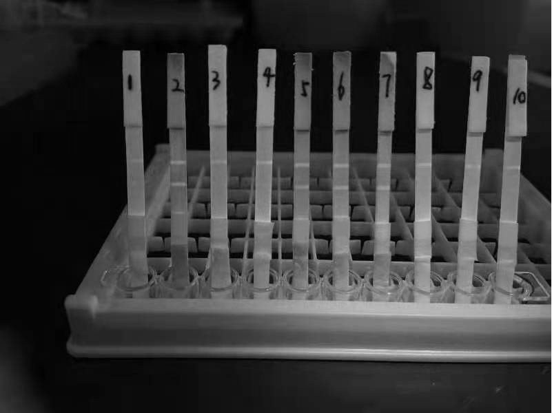 鼠抗疱疹病毒HSV 2型单克隆抗体H